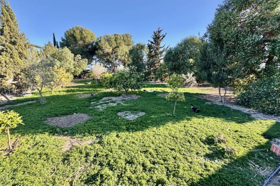 Reventa - Finca / Country Property - Guardamar del Segura
