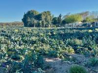 Reventa - Finca / Country Property - Guardamar del Segura