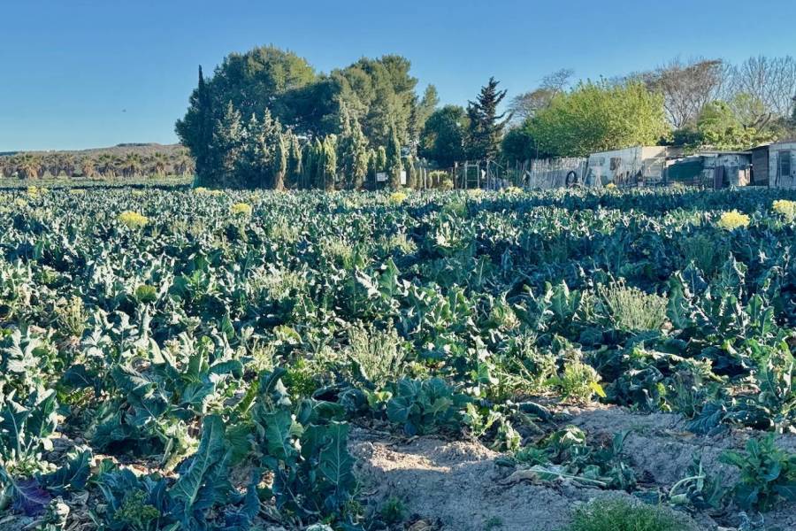 Reventa - Finca / Country Property - Guardamar del Segura