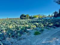 Reventa - Finca / Country Property - Guardamar del Segura