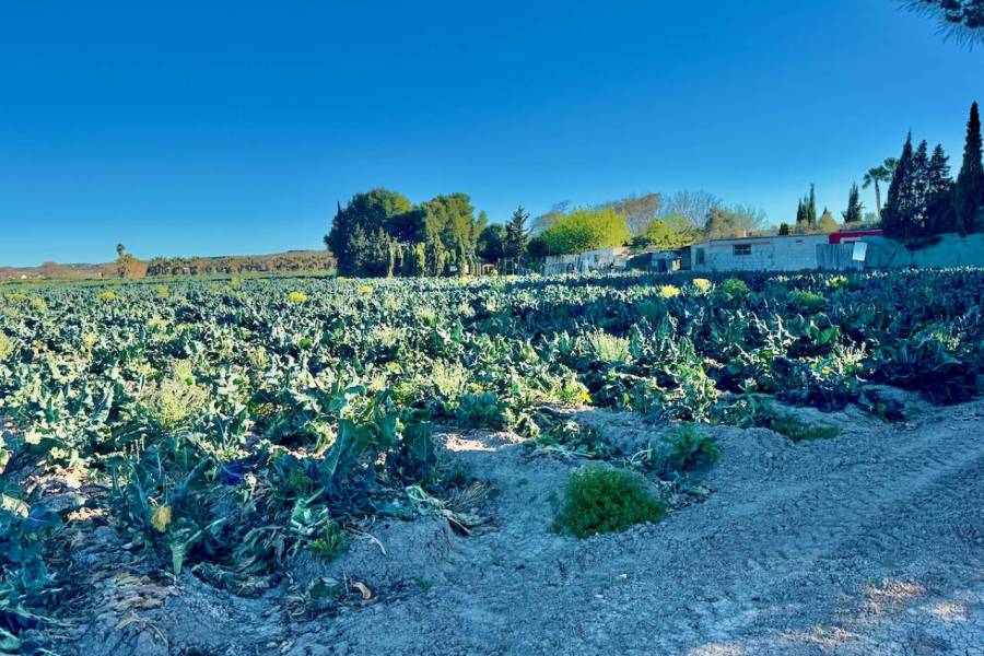 Reventa - Finca / Country Property - Guardamar del Segura